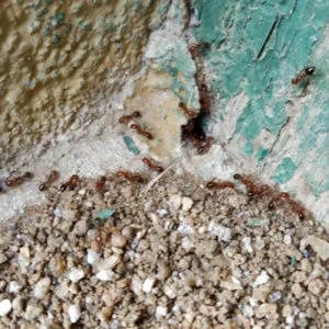 Fire ant control treatment