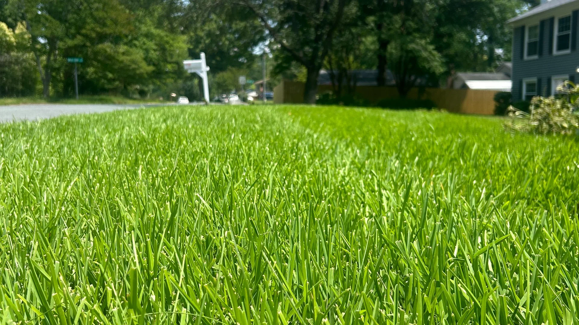 Close up of grass blades in Charlotte, NC.