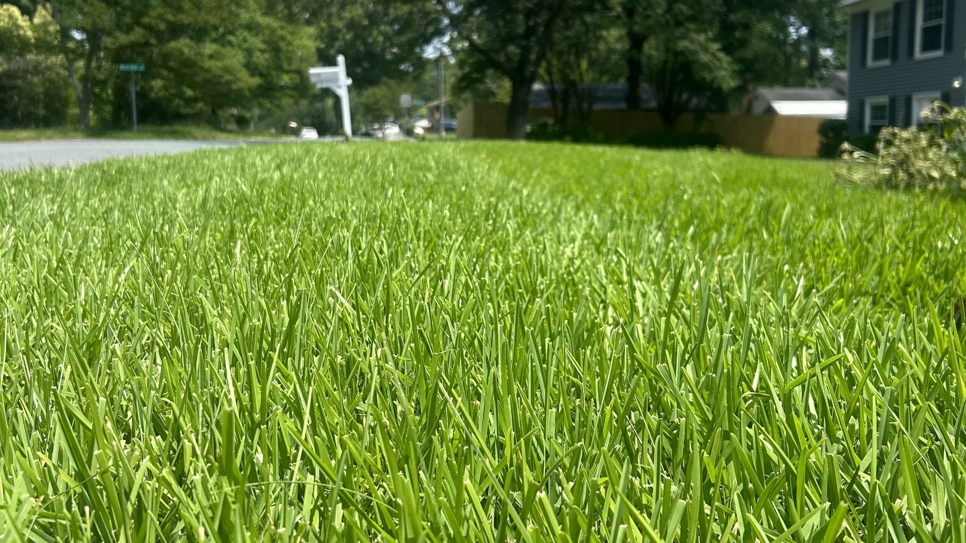 Close up of healthy grass in Charlotte, NC.