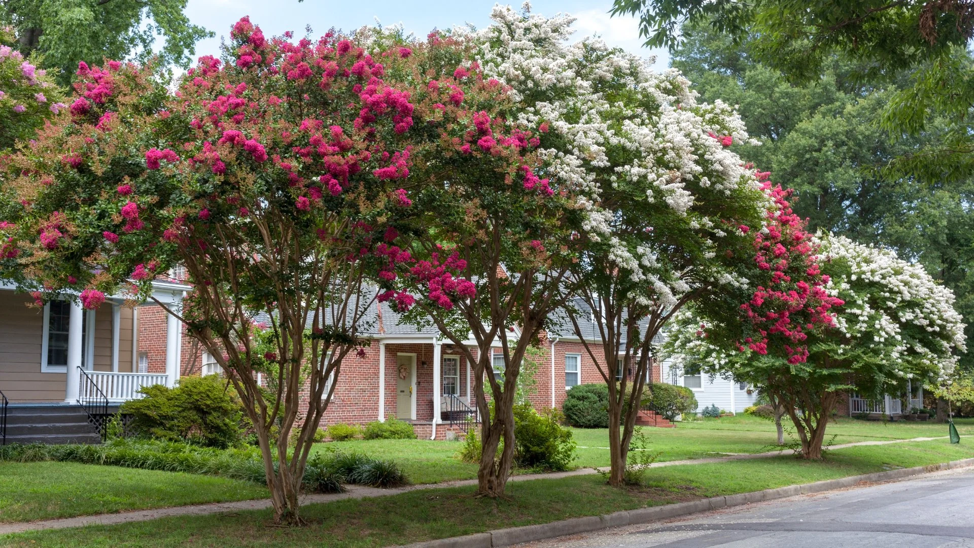 When should you prune crape myrtles to stimulate flowering?