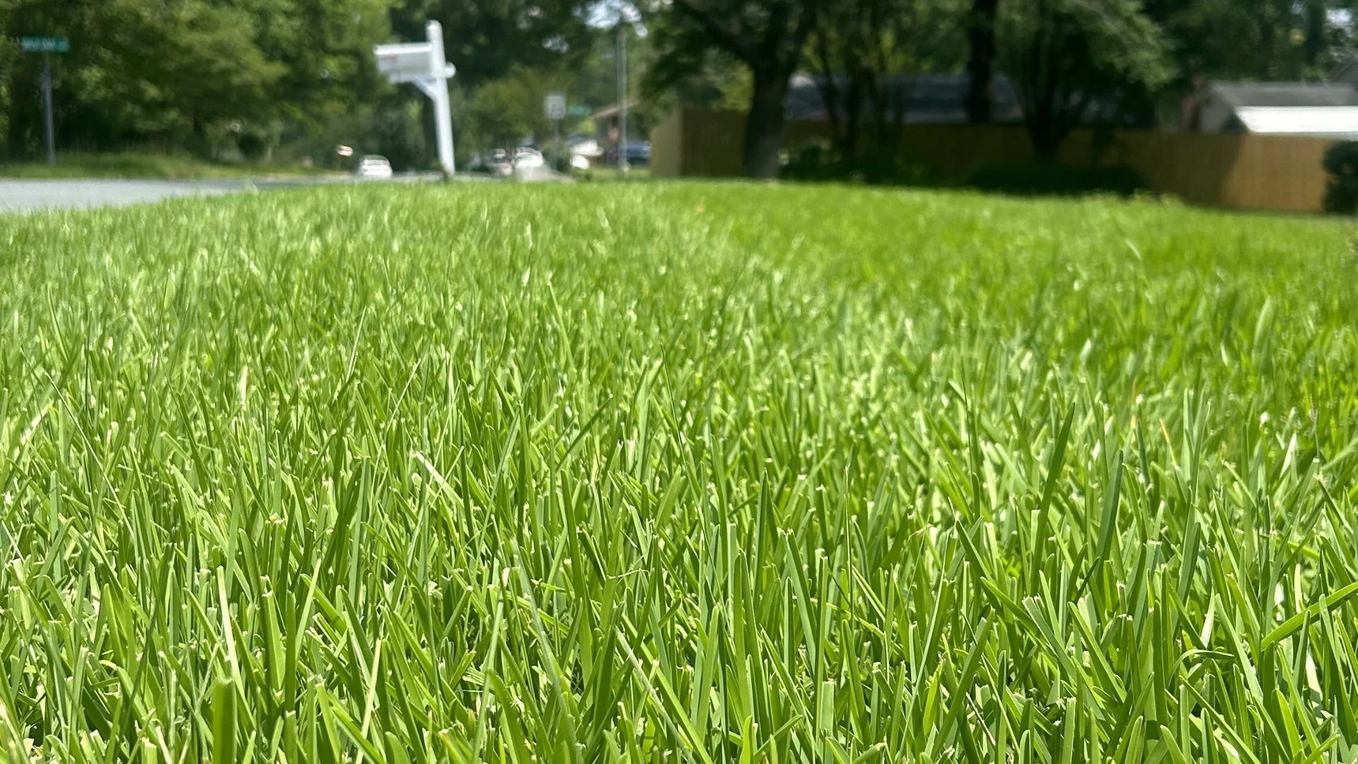 Thick turf in Charlotte, NC from aeration and overseeding services.