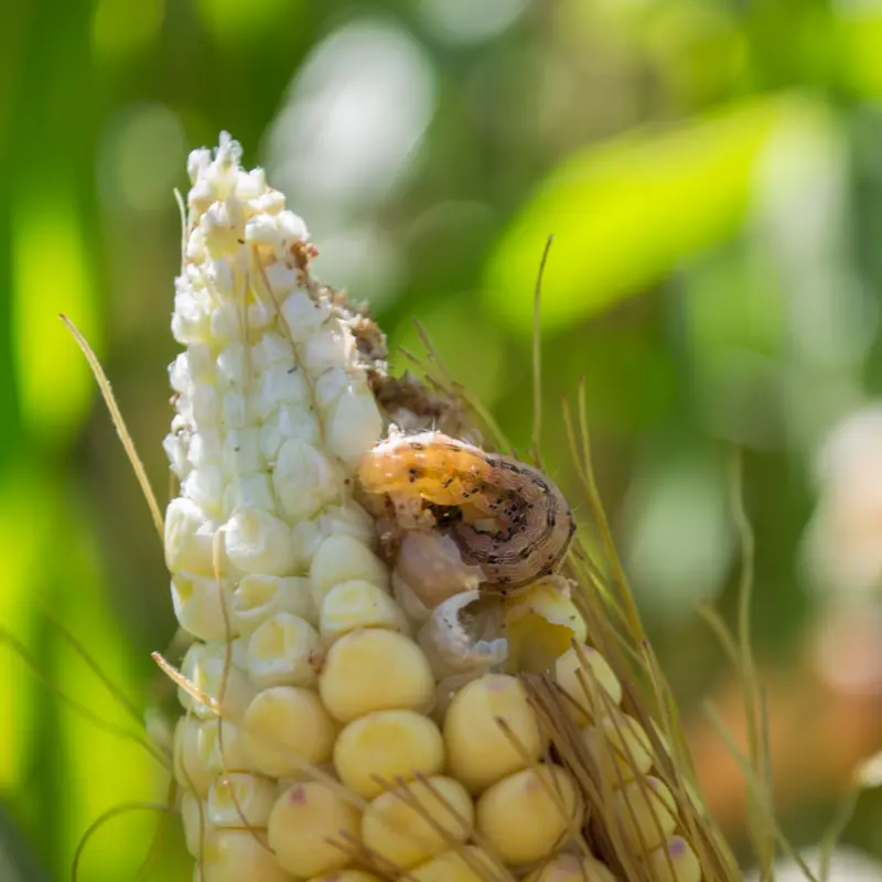 What To Do When Fall Armyworms Come Marching On Your Lawn | Pine Valley ...