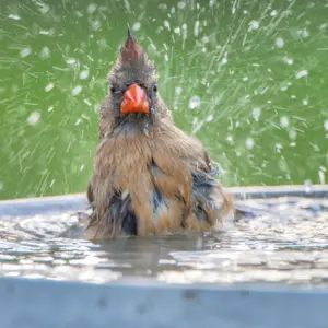 bird bath