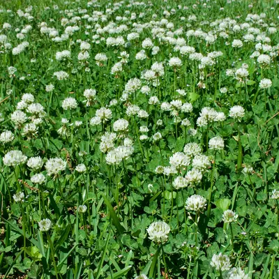 clover on lawn 