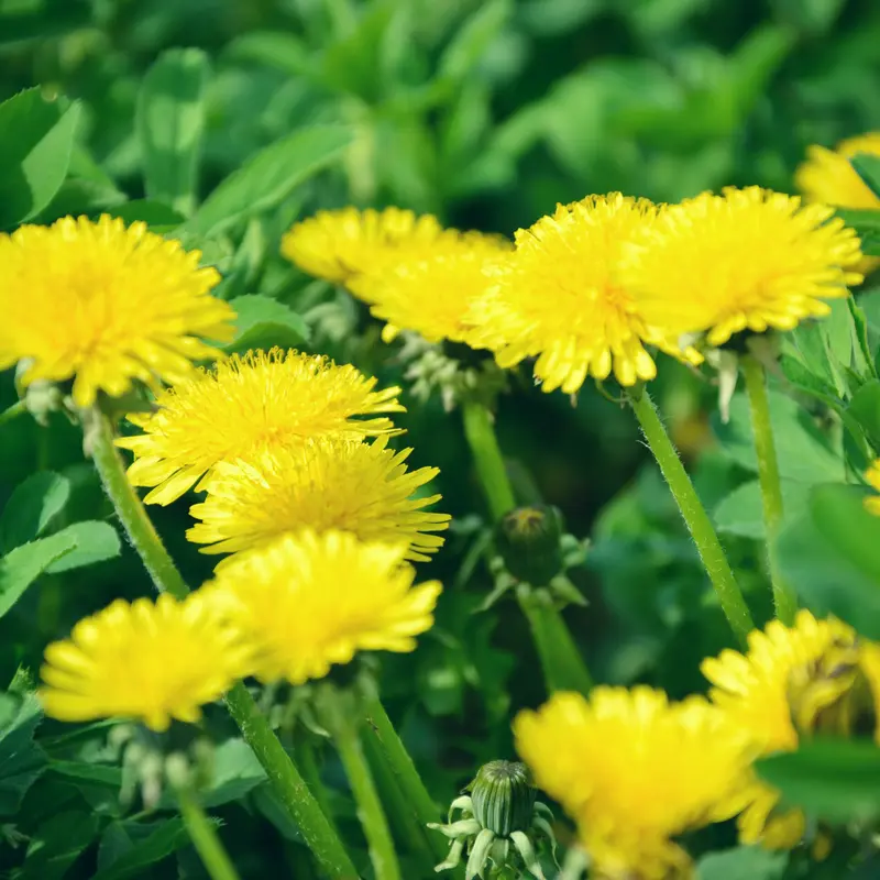 What Common Weeds in North Carolina Can Tell You About Your Soil