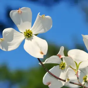 flowering dogwood