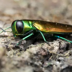 Emerald Ash Borer