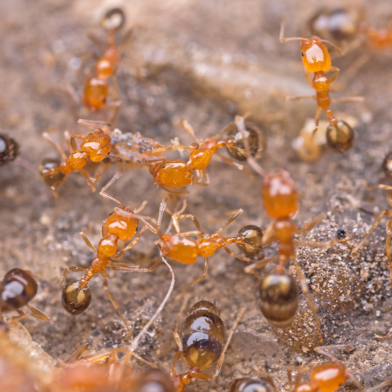 Here's Why You Need Fire Ant Protection For Your Yard This Year