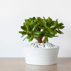 jade plant