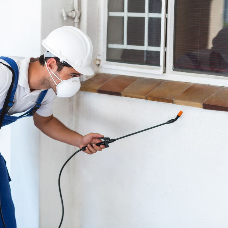 Best Methods for At-Home Exterior Pest Control