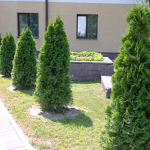 shrubs in a yard