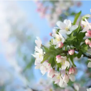 crabapple tree