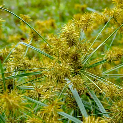 yellow nutsedge 