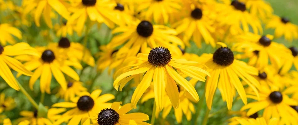 Black-eyed Susan flowers in Charlotte, NC.