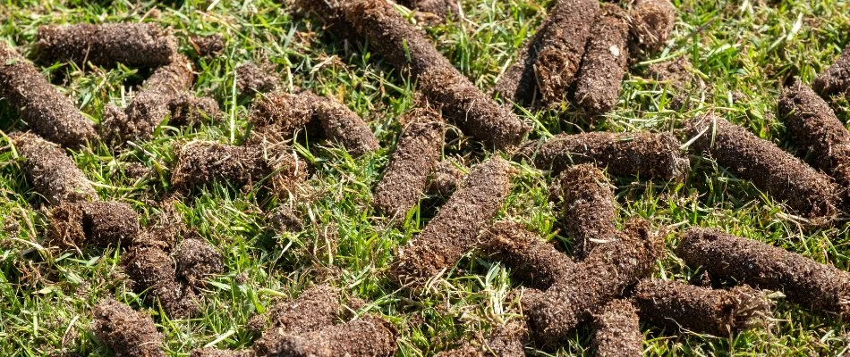 Aeration plugs on a lawn in Charlotte, NC.