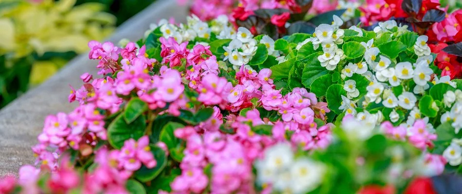 Annual spring flowers planted in residential landscaping in Charlotte, NC.