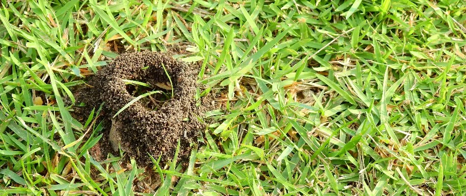 An ant hill in a lawn in Concord, NC.