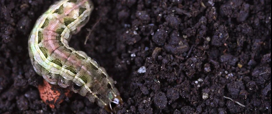 An armyworm in Charlotte, NC, on dark soil.