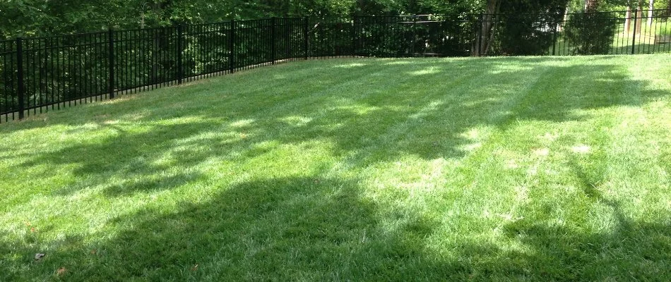 Backyard in Indian Trail, NC, with a black fence and green grass.