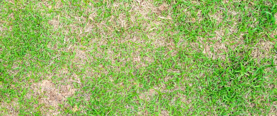 Bare patches on a lawn in Charlotte, NC, indicating a lawn disease.