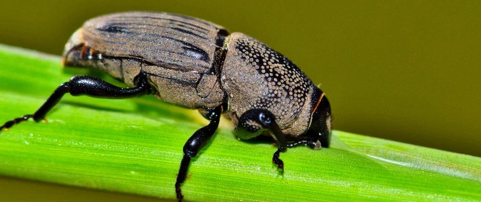 A billbug feeding on a blade of grass in Charlotte, NC.