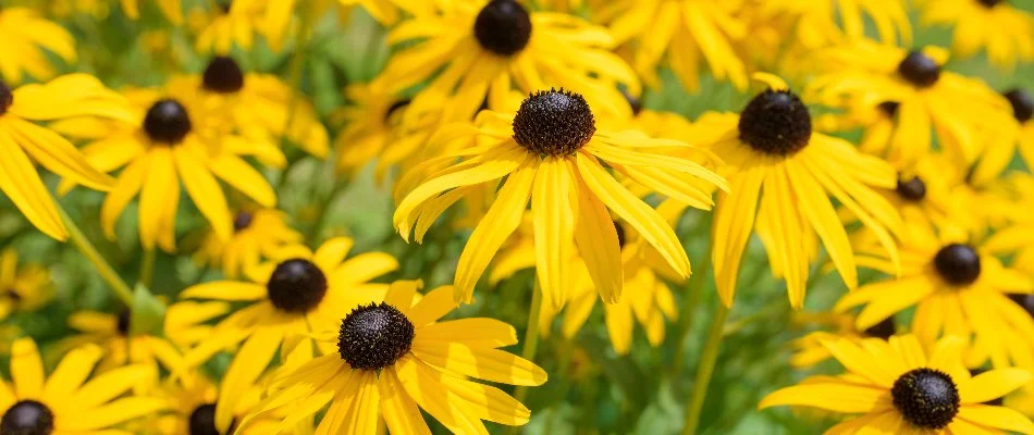 A group of black-eyed susans on a property in Charlotte, NC.