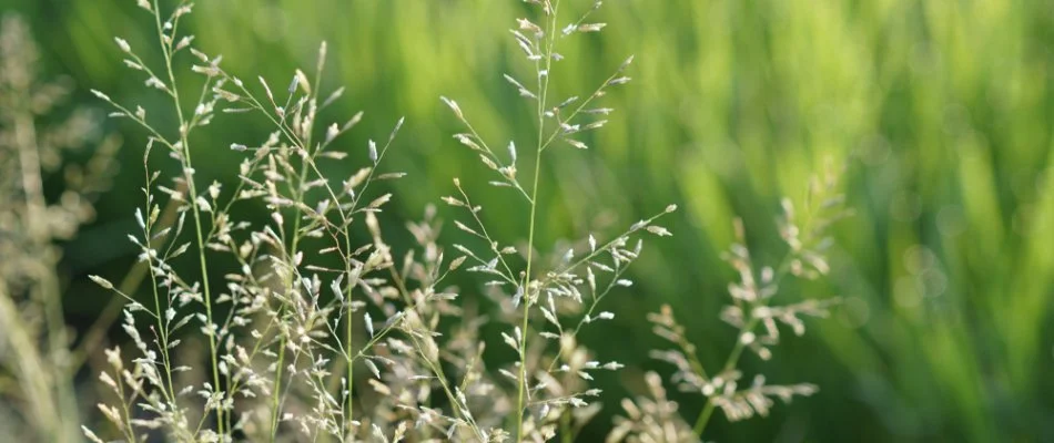 Bluegrass weeds in Charlotte, NC, with green in the background.