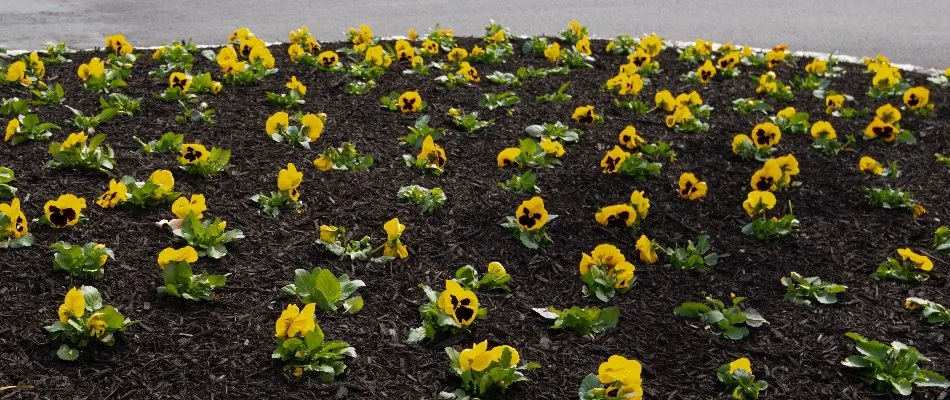 A landscape bed in Charlotte, NC, with brown mulch.