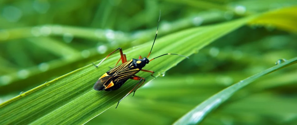 A chinch bug in Charlotte, NC, on a blade of grass.