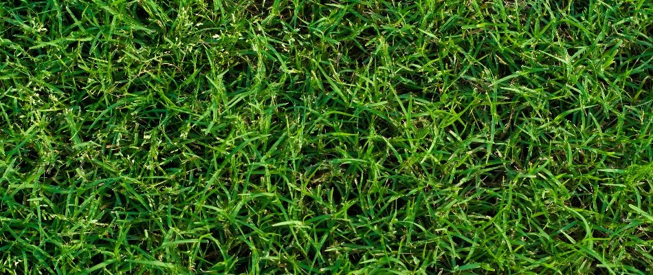 Close-up of bermudagrass in Charlotte, NC.