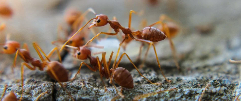 Close-up of fire ants in West Cabarrus County, NC.