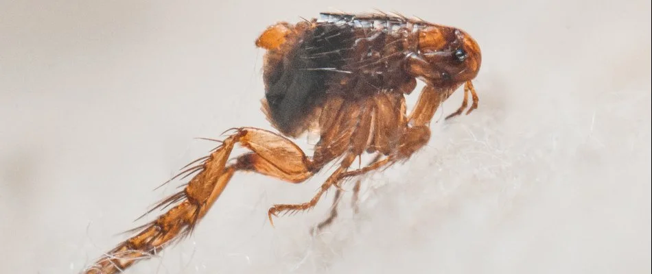 A close-up of a single flea on white fur in Charlotte, NC.