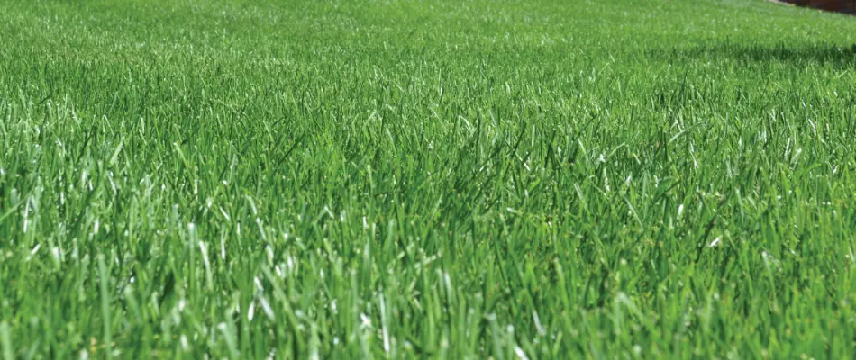 Green grass at a home in Charlotte, NC.