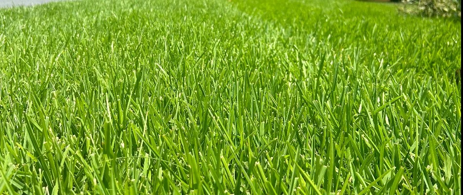 Close-up view of vibrant, green grass.