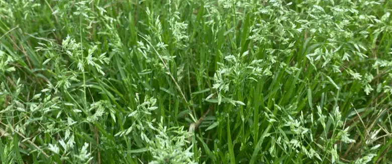 Bluegrass weeds in Charlotte, NC, with green in the background.