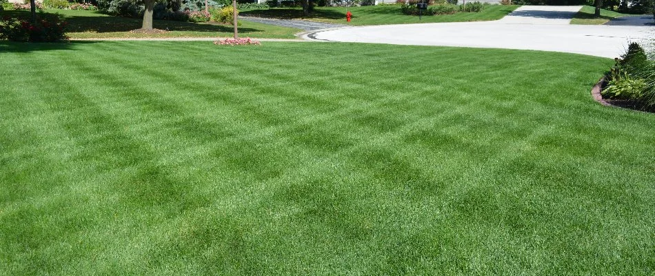 A lush, green lawn on a property in Charlotte, NC.