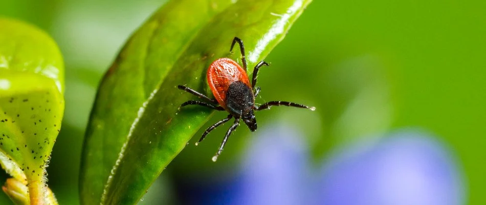 A deer tick on a leaf in Charlotte, NC.