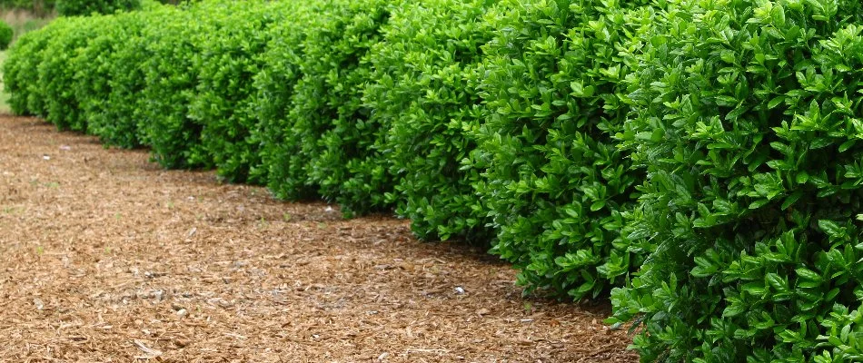 Dense, green shrubs lined up in a mulched bed in Indian Trail, NC.