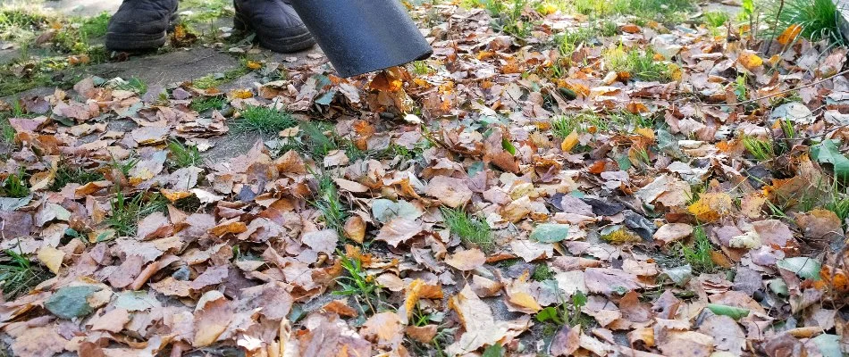 Fall leaves on a lawn in Charlotte, NC.