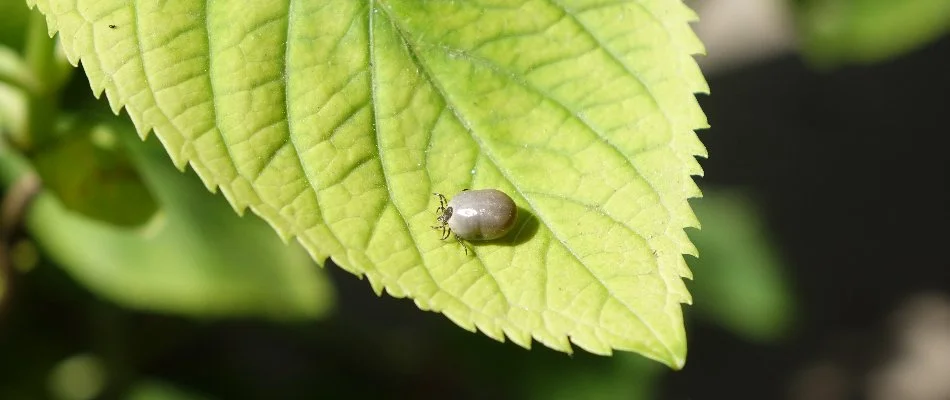 Fat tick on a green leaf in Charlotte, NC.