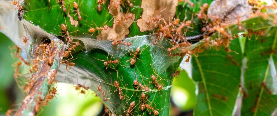 Fire ants in Huntersville, NC, on plant leaves.