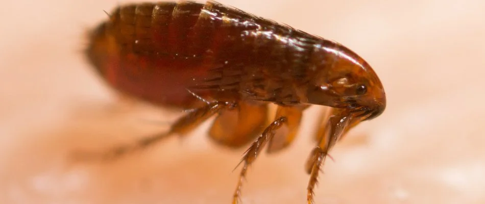 A brown flea in Charlotte, NC, up-close on skin.