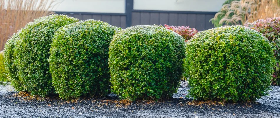 Four shrubs in a landscape bed in Charlotte, NC.