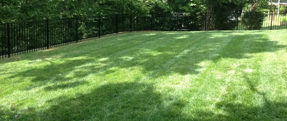 Green lawn with black, iron fence in Charlotte, NC.