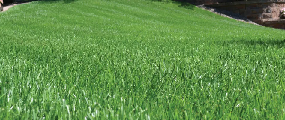 Close-up of turf at a home in Huntersville, NC.