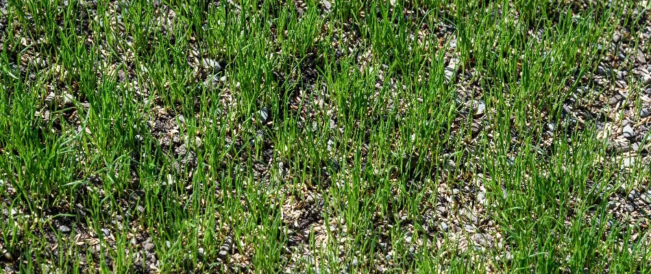 A sparse lawn filled with grass seeds in Charlotte, NC.