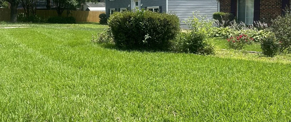 A green lawn and shrubs on a property in Charlotte, NC.