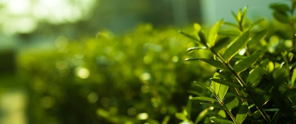 Shrubs along the side of a home in Cabarrus County, NC.