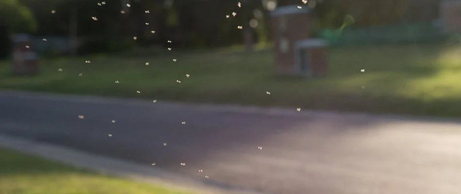 A group of mosquitoes in front of a property in Charlotte, NC.