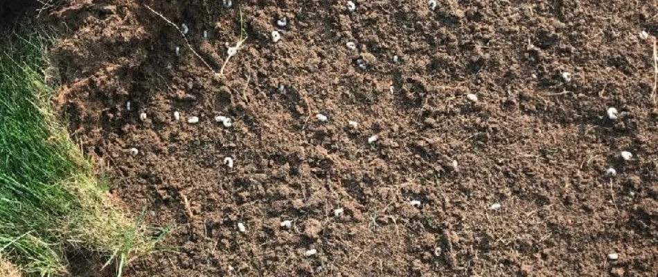 Grubs in soil under a rolled-back lawn in Charlotte, NC.